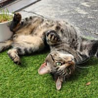 Photo of Biscuit (Located In Berwick)