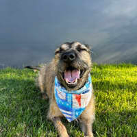 Photo of Noah *$250 Adoption Fee*