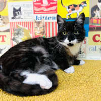 Photo of Henson   Located In Preston