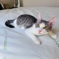 Photo of Pixie 🧚🏻 The Princess 👑 