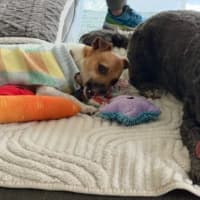 Photo of Chip