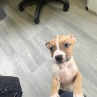 Photo of Cinnamon