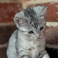 Photo of Choc Chip