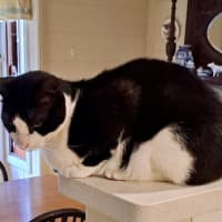 Photo of Dasher