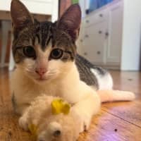 Photo of Porcini