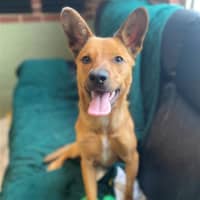 Photo of Dingo
