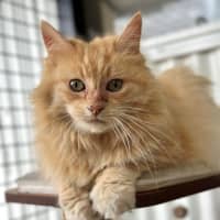 Photo of Poppy