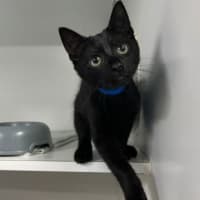 Photo of Rambo