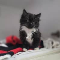 Photo of Leia