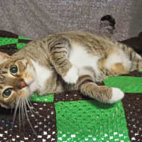 Photo of Pepper