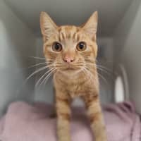 Photo of Cheeto 