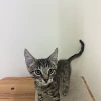 Photo of Tiger   Now At Pet Quarters Thornton