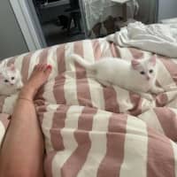 Photo of Muffin