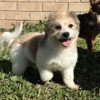 Photo of Wilbur