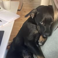 Photo of Ernie Shankman