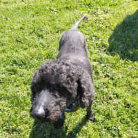 Photo of Marley (In Foster Care) (On Hold)