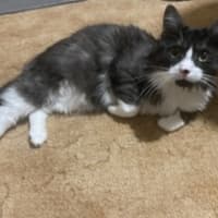 Photo of Odin **2nd Chance Cat Rescue **