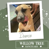 Photo of Dunca