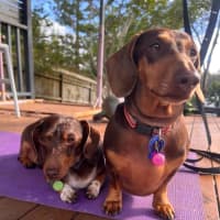 Photo of Millie & Ollie 