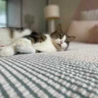 Photo of Mimi   In Foster Care In Macleod