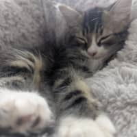 Photo of Evie & Leo   9 Week Old Domestic Short Hair