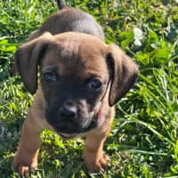 Photo of Boston   8 Week Old Dachshund X Pug