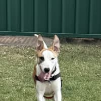 Photo of Knuckles