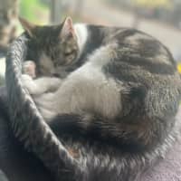 Photo of Stella   Pretty Tabby