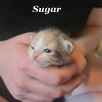 Photo of Sugar