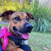 Photo of Rosie   2 Year Old Mixed Breed