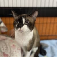 Photo of Custard