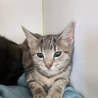 Photo of Kitten Crew