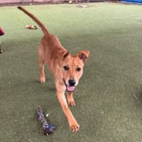 Photo of Roo
