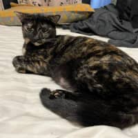 Photo of Tulip