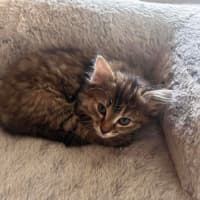 Photo of Nutmeg