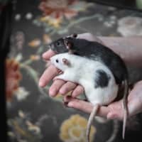 Photo of Ginkgo & Blossom