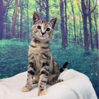 Photo of Pixie   Located In Meadow Heights