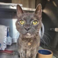 Photo of Smokey