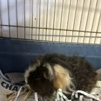 Photo of Toffee