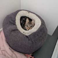 Photo of Cookie