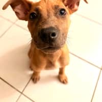 Photo of Beanie Weanie 