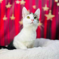 Photo of Luna   Located In Preston