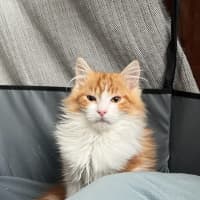 Photo of Leo