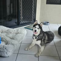 Photo of Benji And Dusty 