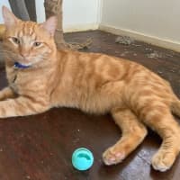 Photo of Tiger