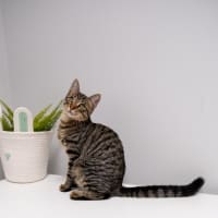 Photo of Banksi