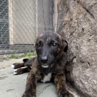 Photo of Pikelet (Aphrodite)