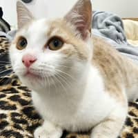 Photo of Nigella   Located In Bundoora