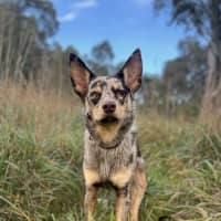 Photo of Shenzi