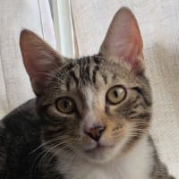 Photo of Buzz ^^Dandy Cat Rescue^^